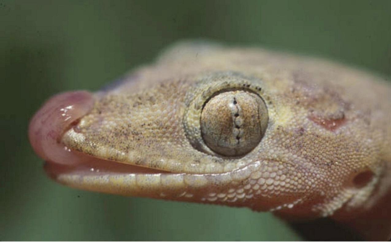 Image of a Gecko, photo credit Mike Severns