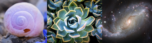 Three images side by side, first showing a snail, the second showing a luminescient flower, and third showing the cosmos